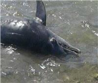 نفوق الدلافين يفتح الملف.. متى يتوقف الصيد الجائر في محميات مرسى علم؟