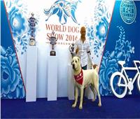 حكايات| «أسد» يفوز بـ«أفضل كلب» في مصر ٧ مرات