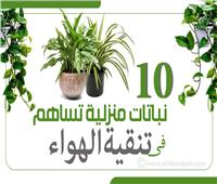 إنفوجراف| 10 نباتات منزلية تساهم في تنقية الهواء