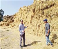 الزراعة: جمع وتدوير أكثر من 1.9 مليون طن قش الأرز بالمحافظات