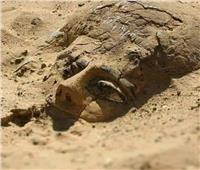 منها «مقبرة فريدة» | أبرز الاكتشافات الأثرية في عام 2020