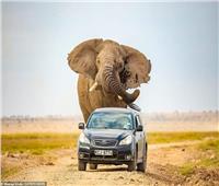 صور تحبس الأنفاس.. فيل عملاق يطارد سيارة محاولا دهسها