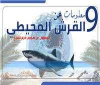 إنفوجراف| 9 معلومات عن القرش المحيطي المسئول عن هجوم شرم الشيخ