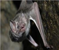 الخفافيش تتفوق على البشر في العزل الصحي