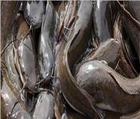 نصائح هامة عند شراء أسماك «القراميط»
