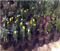 مياه سوهاج: زراعة نباتات جديدة من «الفل والياسمين» لأبناء المحافظة