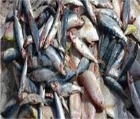 ضبط 2 طن كبدة وأسماك مجمدة منتهية الصلاحية في كفر الشيخ
