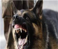 كلب مسعور يقتل رضيعا بالإسكندرية