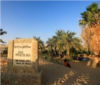صور| كنوز «واحة سيوة».. جنة مصرية في بحر الرمال