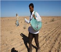 موسم الخير بالصحراء الغربية.. بدء تخزين الأمطار وزراعة القمح والشعير