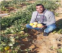 جني ثمار مشروع التنمية المتكاملة في 12 مزرعة بوسط سيناء 