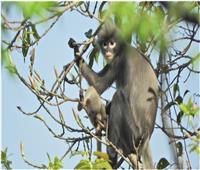 «بوبا لانجور».. اكتشاف نوع جديد من القرود المهددة بالانقراض في ميانمار