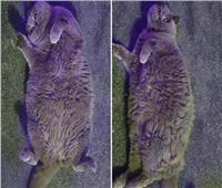  «القطة المفجوعة».. تعاني من السمنة وزنها 7 كيلو 