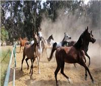 بعد توجيهات الرئيس.. «الزهراء للخيول العربية» محطة عالمية على أرض مصرية