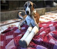 «الكلبة روكي».. كفاح الإنسانية من الهند إلى بريطانيا