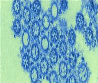 هولندا تعلن تفشي سلالة شديدة العدوى من إنفلونزا الطيور