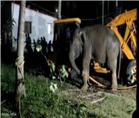 استغرقت 12 ساعة متواصلة.. إنقاذ «فيل» سقط في بئر| فيديو