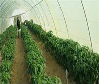 الزراعة: الصوب الزراعية تساعد في ضبط الأسعار| فيديو