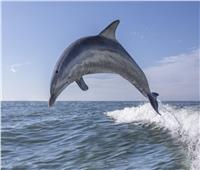 دراسة: «الدولفين» يبطئ نبضات قلبه ويحبس أنفاسه لمدة طويلة