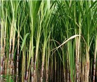 وزراء الري والزراعة والتموين يناقشون تطوير زراعة قصب السكر باستخدام طرق الري الحديثة