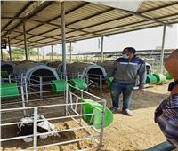 «الزراعة» تصدر 395 ترخيص تشغيل لمشروعات الثروة الحيوانية