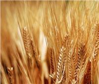 استعدادات مبكرة لزراعة القمح والشعير والمحاصيل الشتوية بشمال سيناء