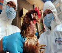 كوريا الجنوبية تغلق مزارع الدواجن بعد رصد «إنفلوانزا الطيور»