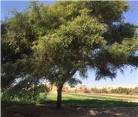 حكايات| «اللبخة» للخُلد و«الجميزة» للتوابيت.. أشجار المصريين «من الجنة»