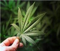 الأمم المتحدة تصوت على إزالة «الماريجوانا» من قائمة المخدرات الأكثر خطورة