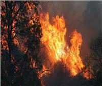 مشاهد مخيفة لحرائق الغابات في أستراليا.. فيديو