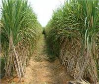8 نصائح من «الزراعة» للحفاظ على محصول القصب
