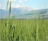 «الزراعة» تصدر روشتة لزيادة إنتاجية القمح