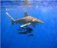 لمواجهة هجوم القرش.. أستاذ بيئة بحرية: نحتاج برنامجا متكاملا لمواقع الغوص