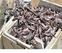 ضبط طن و٤٥٠ كيلو أسماك «فاسدة» بالشرقية