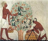 أساطير تحكي تاريخ «الجميز» الفرعوني