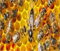 أستاذ بحوث زراعية: «مش كل عسل النحل فيه شفاء للناس»