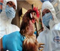 كوريا الجنوبية تحذر من احتمال انتشار إنفلونزا الطيور 