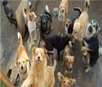 بيطري المنيا: إيواء 400 «كلب ضال» وتحصين وترخيص 3 آلاف آخرين سنويًا