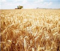 الزراعة تكشف عن تقنية حديثة للنهوض بمحصول القمح