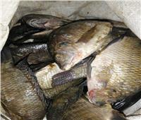 ضبط أسماك فاسدة قبل بيعها للمواطنين بفرشوط | صور