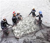 «الثروة السمكية»: مصر الأولى أفريقيا في الاستزراع السمكي.. فيديو