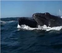 أستاذ أحياء بحرية: يكشف تفاصيل الحيتان المنقارية النادرة بالمكسيك | فيديو