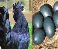 «قاهر كورونا».. أغلى أنواع الدجاج في العالم «الدجاج الأسود» | فيديو