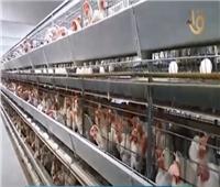 «الزراعة»: مصرعلى أعتاب الاكتفاء الذاتي من اللحوم والدواجن
