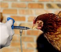 الكويت تحظر استيراد الطيور من 7 دول أوروبية بسبب إنفلونزا الطيور