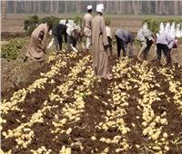 «وزير الزراعة» يكشف سبب أزمة البطاطس الأخيرة.. فيديو