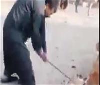 ضبط المتهم بتعذيب «كلب» حتى الموت في المرج