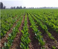 6 نصائح من «الزراعة» لزيادة وجودة محصول بنجر السكر خلال يناير