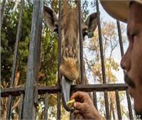 رئيس حدائق الحيوان يكشف سبب نفوق الزراف «زيزو»