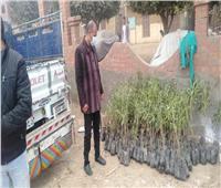 حملة تجميل وزراعة 200 شجرة بقرية المعصرة في المنيا ‎